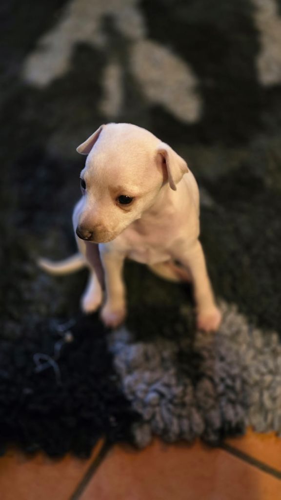 des Gardiens de Cote d'Argent - Chiots disponibles - Petit Levrier Italien