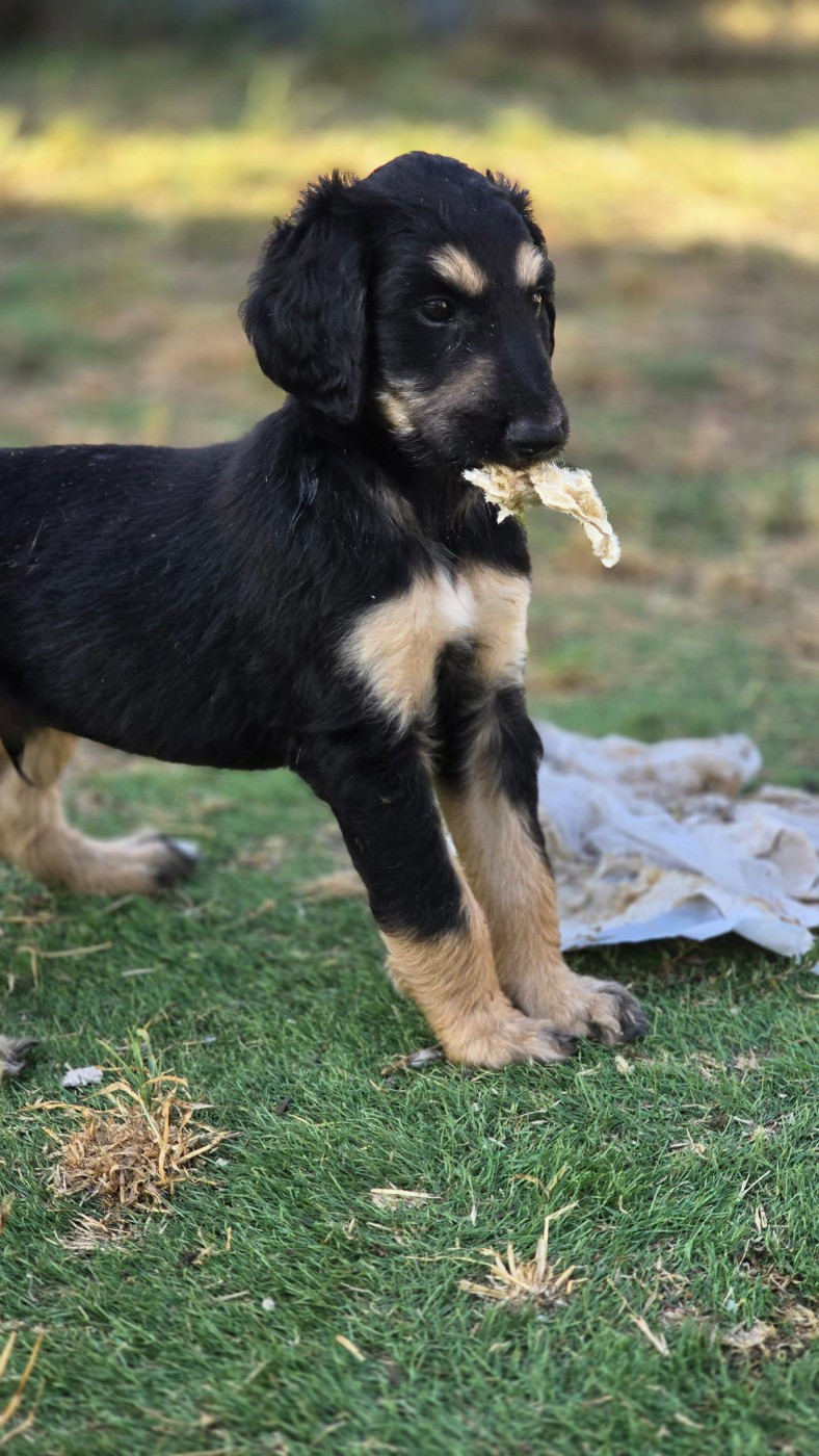 des Gardiens de Cote d'Argent - Chiots disponibles - Levrier afghan