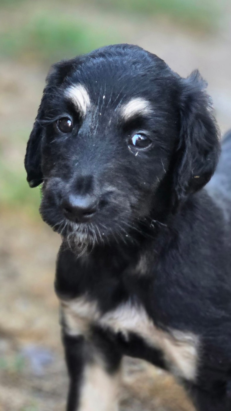 des Gardiens de Cote d'Argent - Chiots disponibles - Levrier afghan