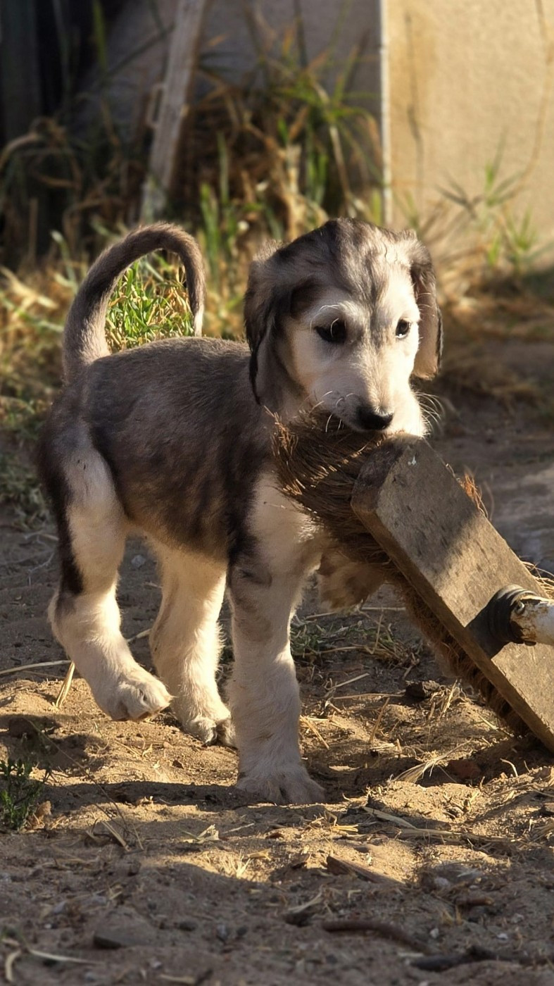 des Gardiens de Cote d'Argent - Chiots disponibles - Levrier afghan