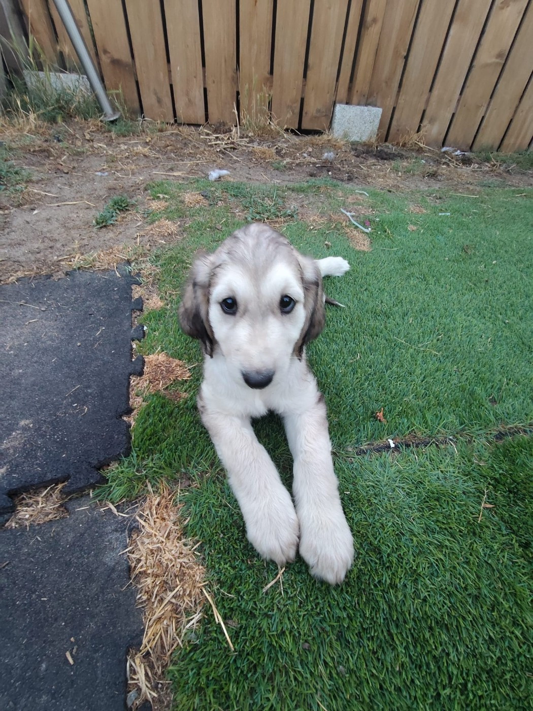 des Gardiens de Cote d'Argent - Chiots disponibles - Levrier afghan