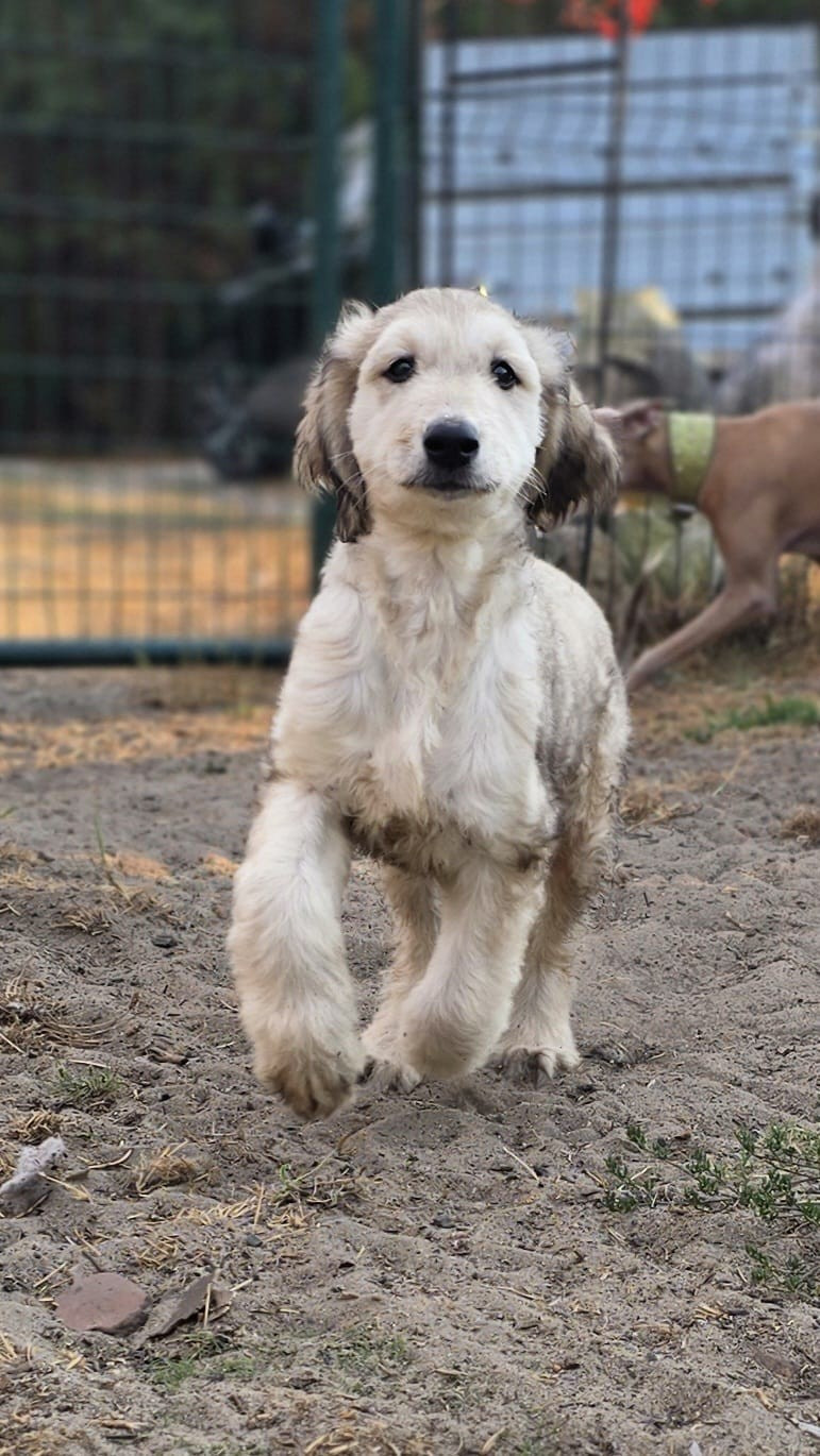 des Gardiens de Cote d'Argent - Chiots disponibles - Levrier afghan