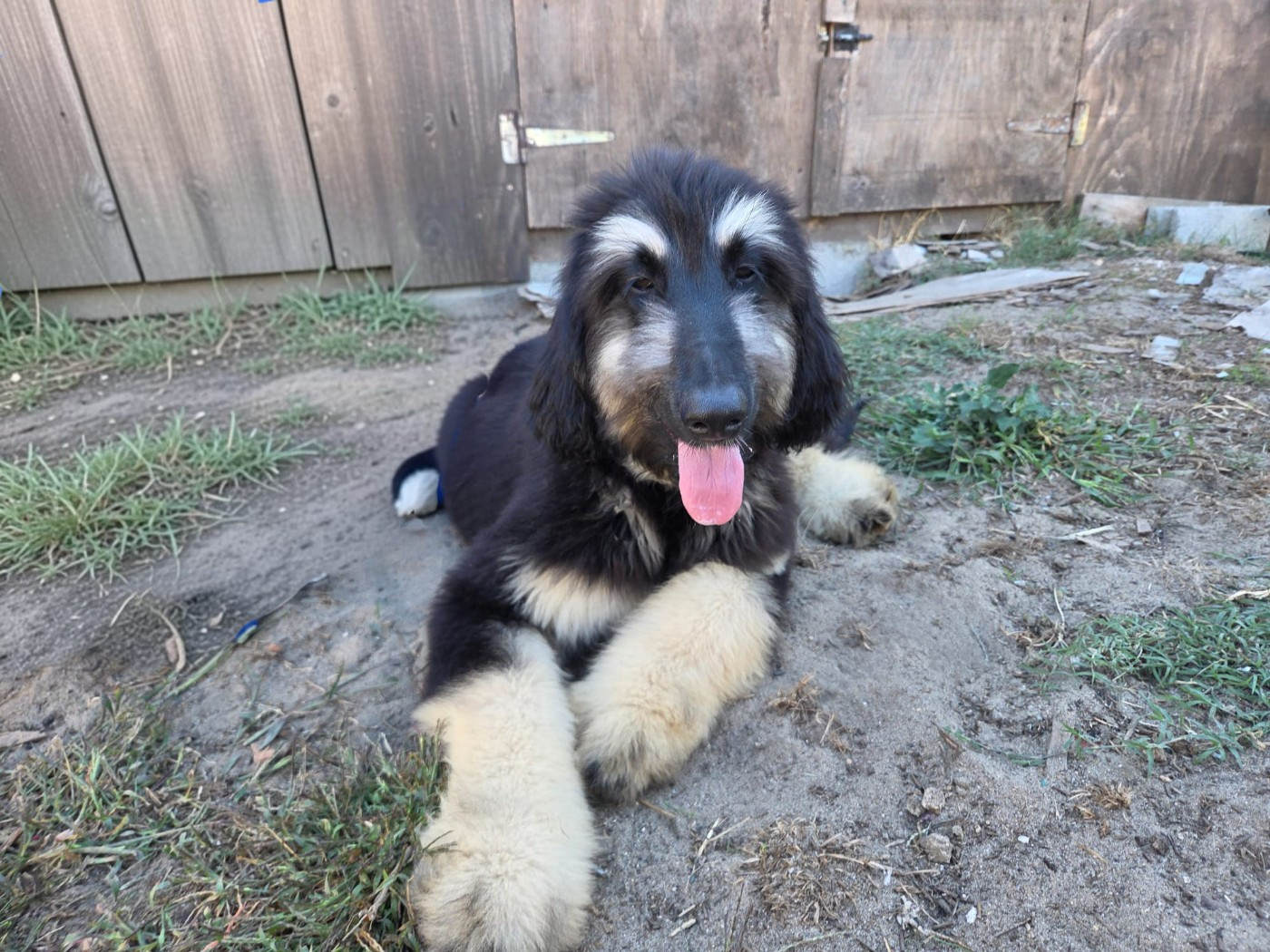 des Gardiens de Cote d'Argent - Chiots disponibles - Levrier afghan