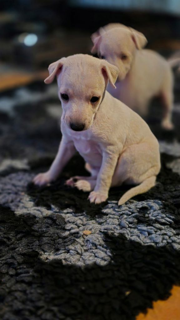 des Gardiens de Cote d'Argent - Chiots disponibles - Petit Levrier Italien