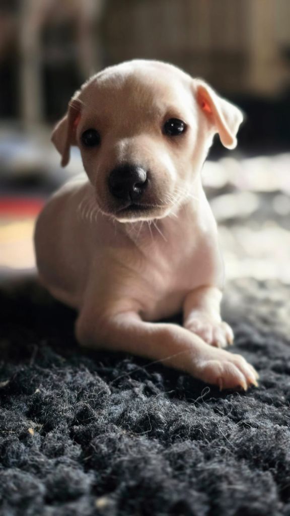 des Gardiens de Cote d'Argent - Chiots disponibles - Petit Levrier Italien
