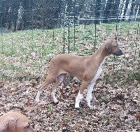 CHIOT