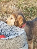 CHIOT