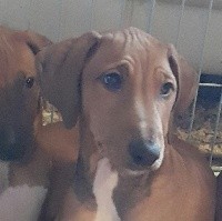 CHIOT