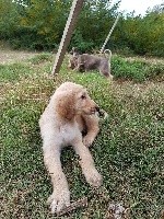 CHIOT