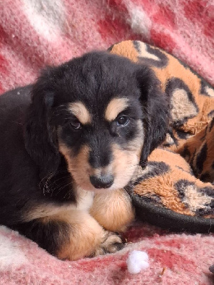 CHIOT 2