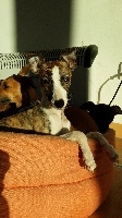 CHIOT