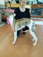 CHIOT