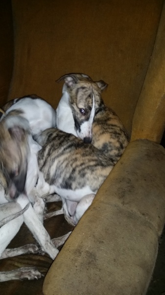 Chiot Whippet des Gardiens de Cote d'Argent